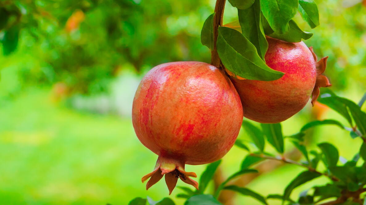 راهنمای کامل کاشت نهال انار و شرایط نگهداری از آن