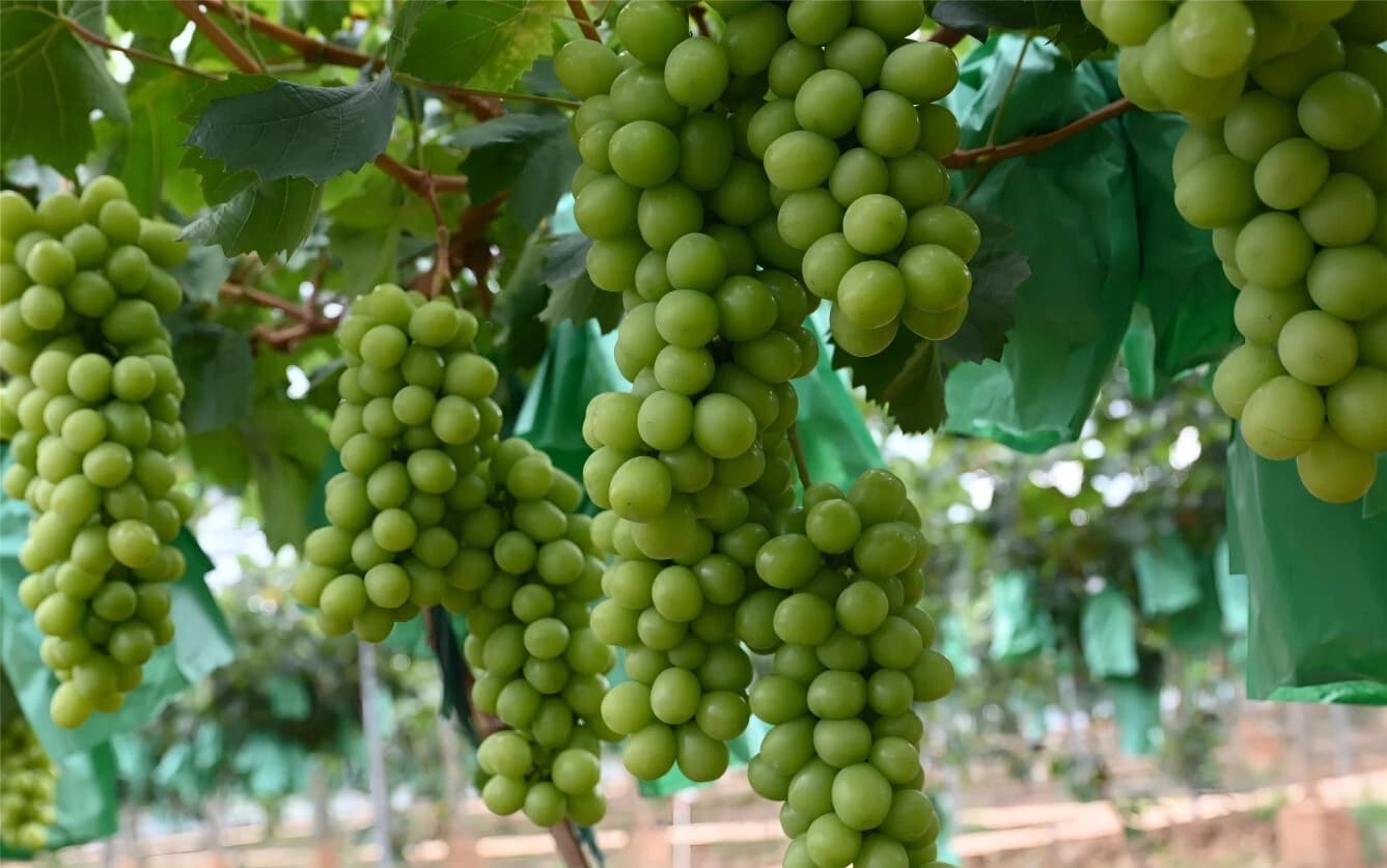 نهال انگور موسکات