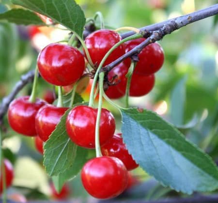 نهال آلبالو گیسی