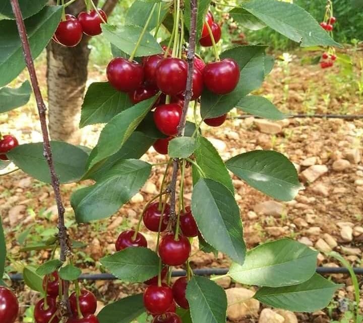 نهال آلبالو محلی