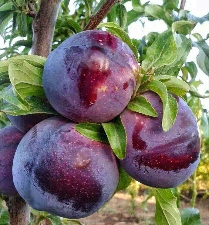 نهال آلو کالیفرنیا