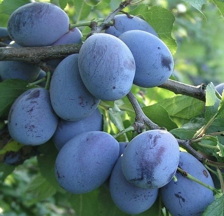 نهال آلو خرمایی