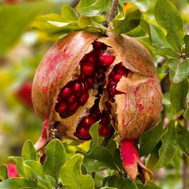 نهال انار گرین گلوب