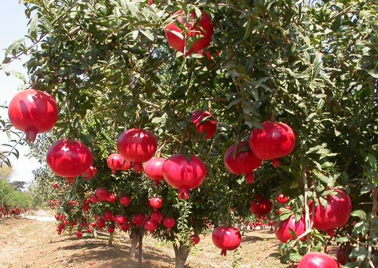 نهال انار پایه کوتاه