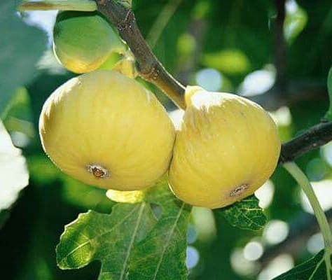نهال انجیر ترکیه