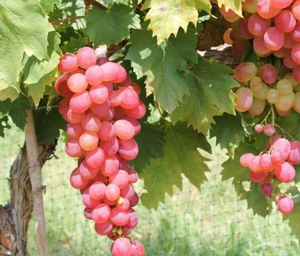نهال انگور بیدانه قرمز