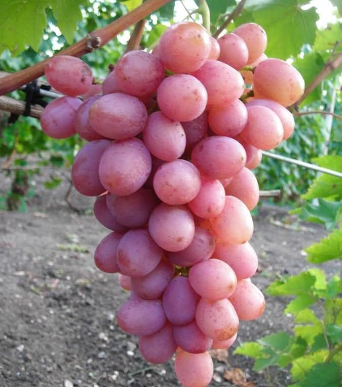 نهال انگور صاحبی