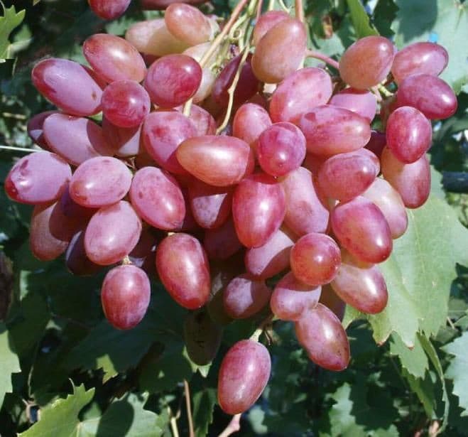 نهال انگور صاحبی