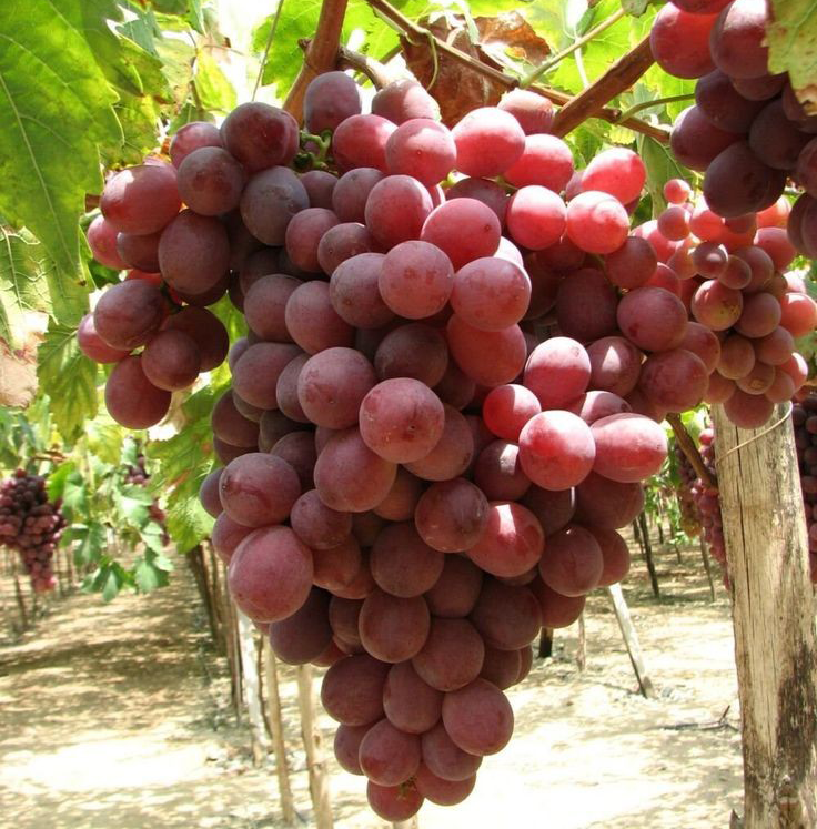نهال انگور دلاورا