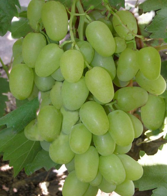 نهال انگور فخری