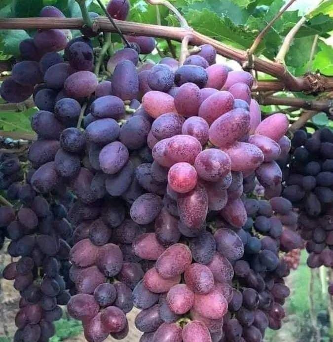 نهال انگور قزل اوزوم