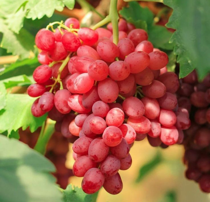 نهال انگور جوین