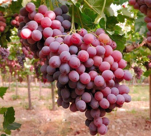 نهال انگور کندری