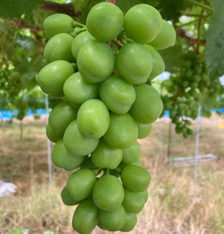 نهال انگور موسکات