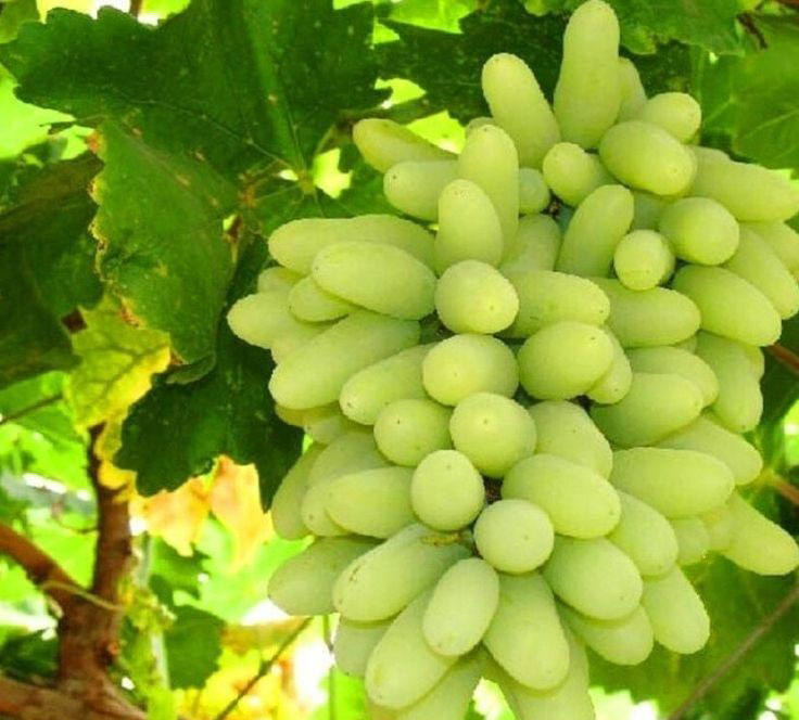 نهال انگور پیکامی