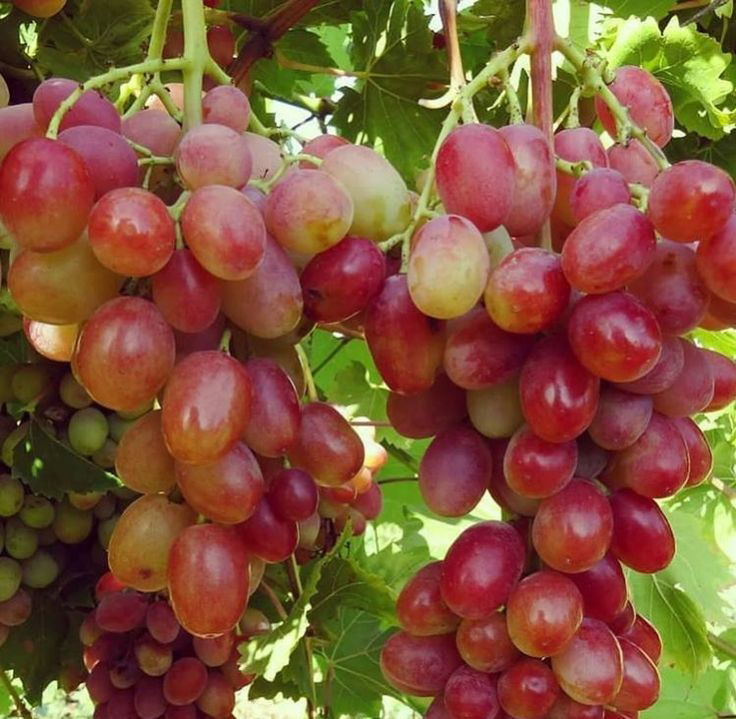 نهال انگور پرنس