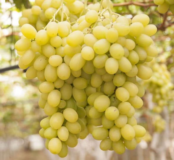 نهال انگور سفید بی‌دانه