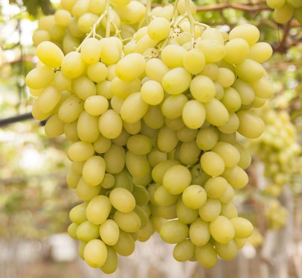 نهال انگور سفید بی‌دانه
