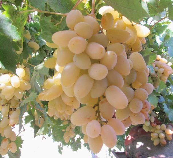 نهال انگور شاهرودی