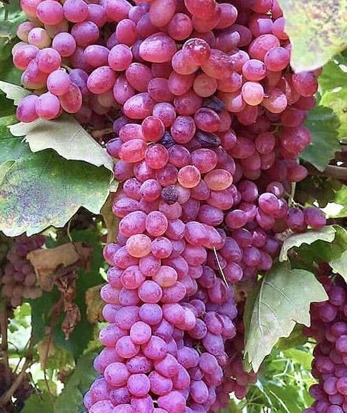 نهال انگور یاقوتی