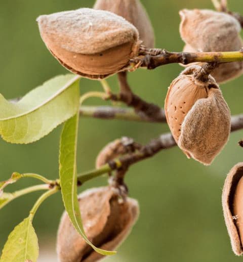 نهال بادام آذر