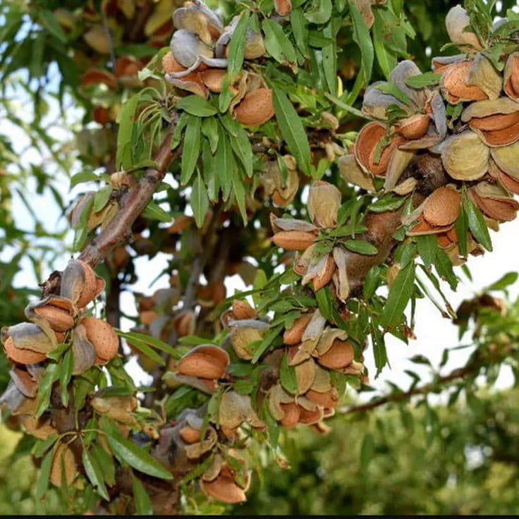 نهال بادام کاغذی