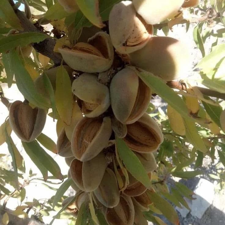 نهال بادام نان پاریل