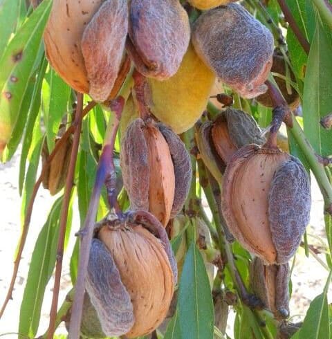 نهال بادام شکوفه