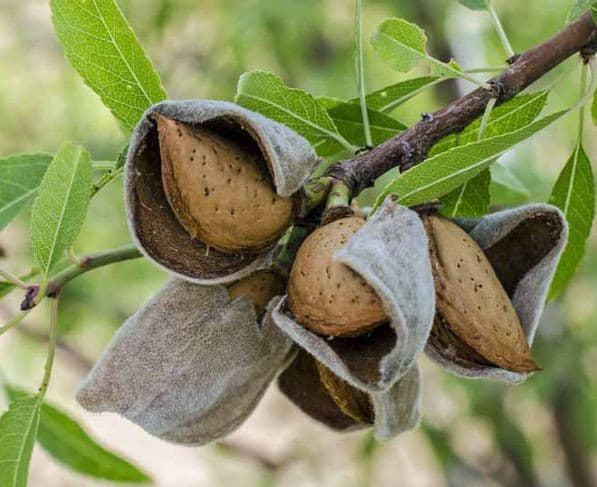 نهال بادام تونو