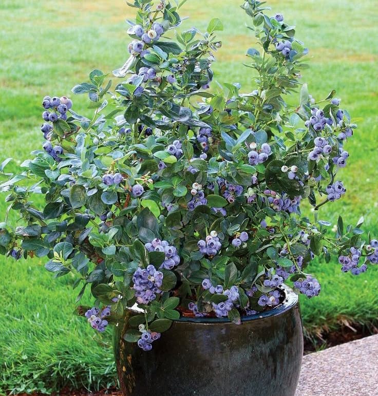 نهال بلوبری چندلر (کشت بافت)