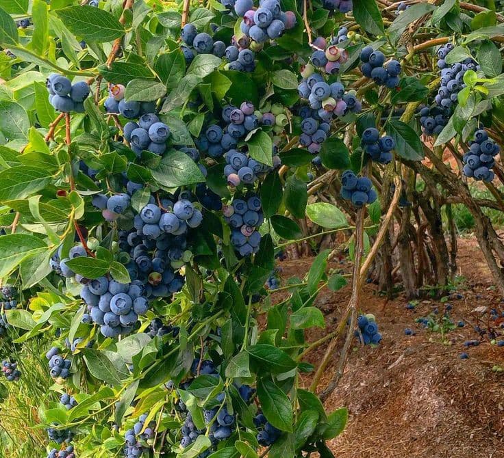 نهال بلوبری دوک