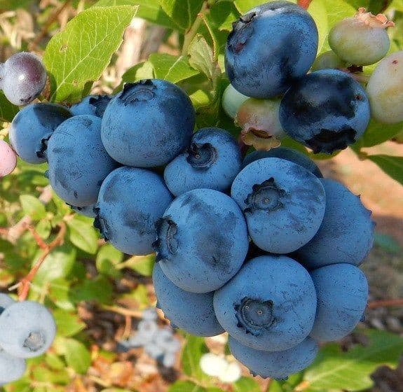 نهال بلوبری نلسون