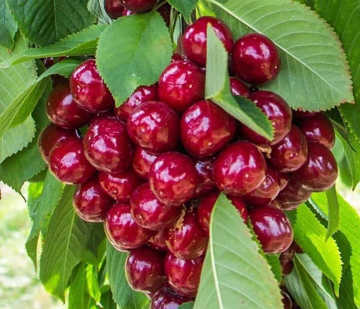 نهال گیلاس بینگ