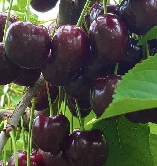 نهال گیالس ایزابلا