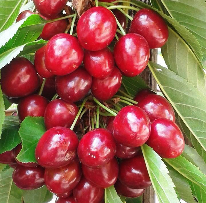 نهال گیلاس قرمز ارومیه