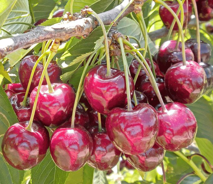 نهال گیلاس خوشه ای