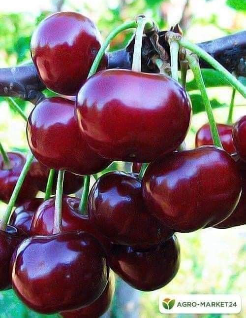 نهال گیلاس لاپنز