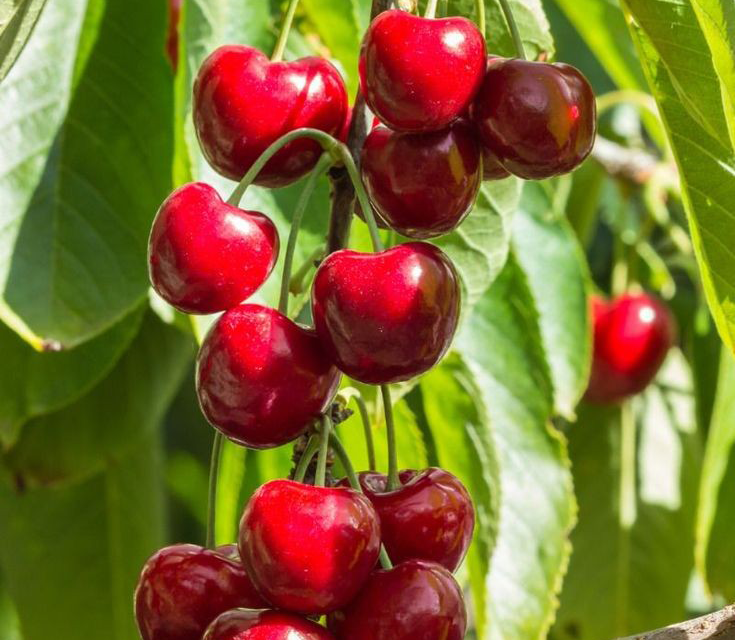 نهال گیلاس مالیزیا