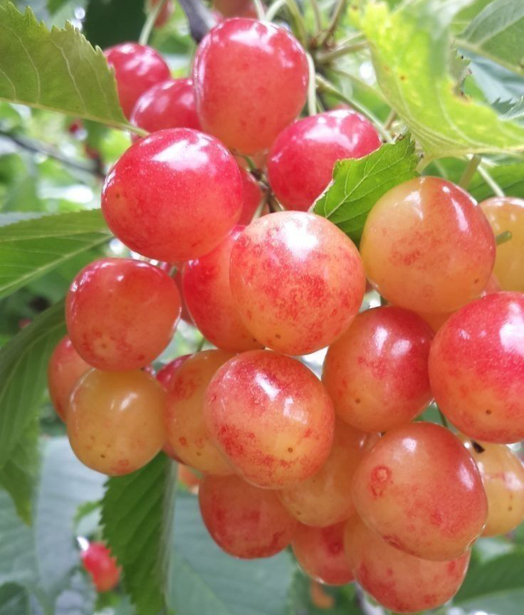 نهال گیلاس مارگارت