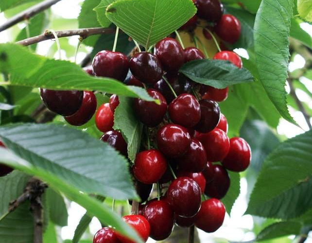 نهال گیلاس رژینا