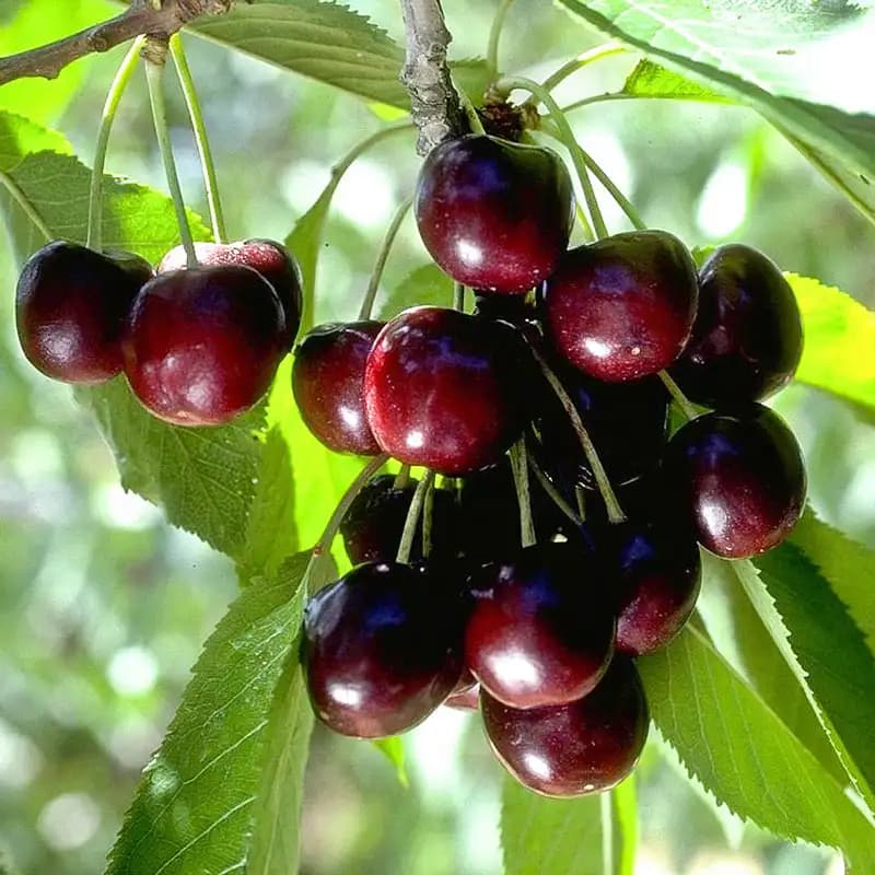 نهال گیلاس تک دانه هارت