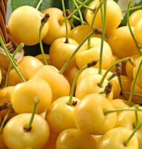 نهال گیلاس زرد موزی