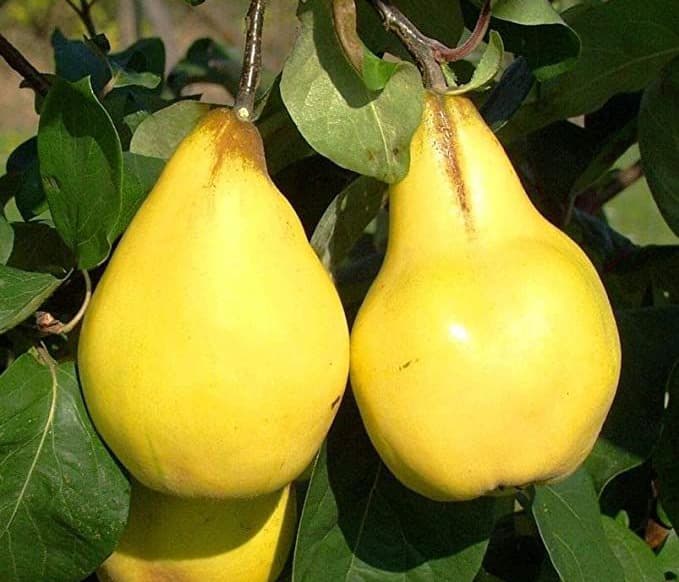 نهال گلابی بیروتی
