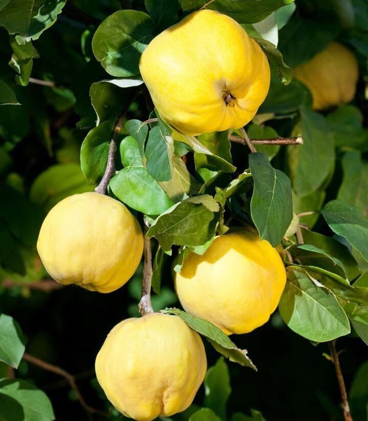 نهال گلابی دوچی