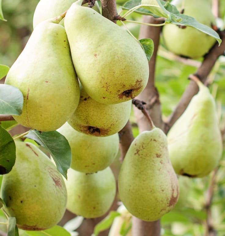 نهال گلابی جنگلی