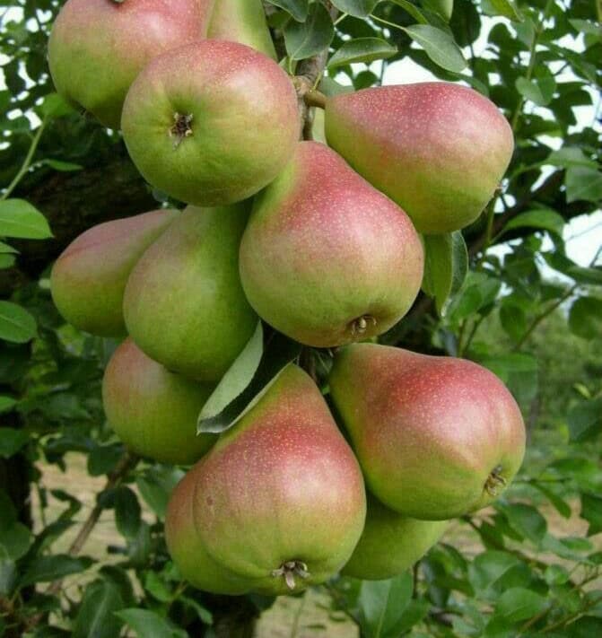 نهال گلابی کوشیا