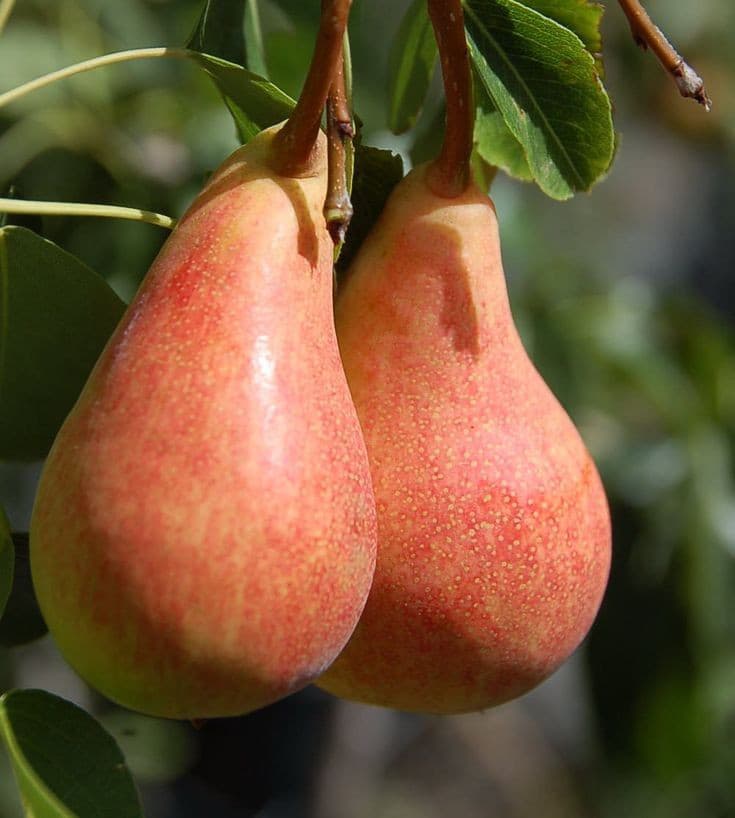 نهال گلابی رد آنجو