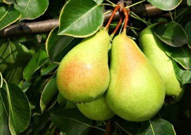 نهال گلابی سانتا ماریا