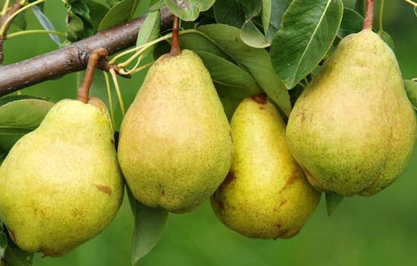 نهال گلابی شاه میوه