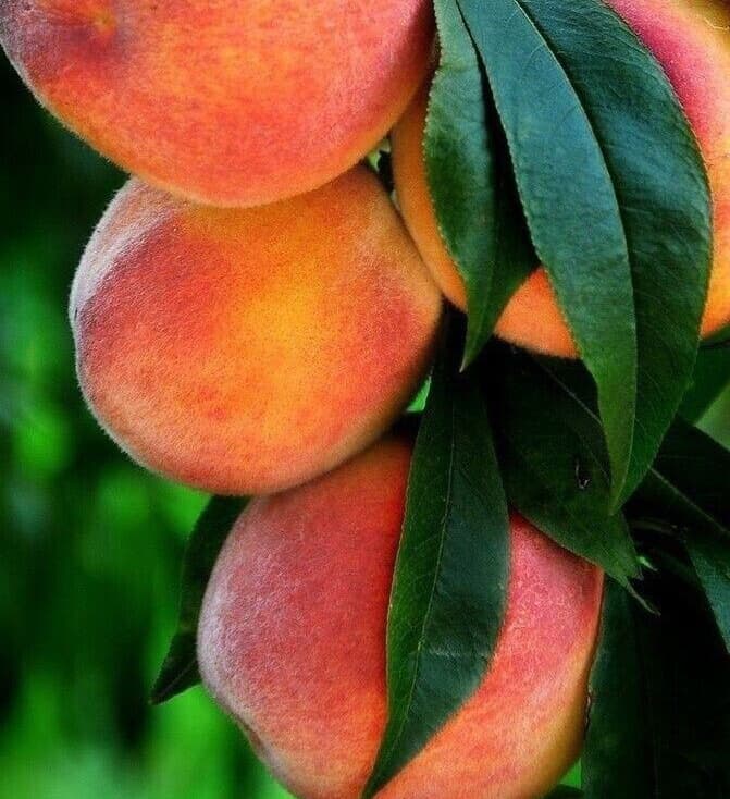 نهال هلو دوبار فرانسه